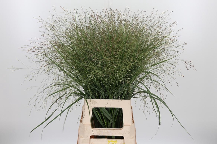 <h4>Panicum Warrior</h4>