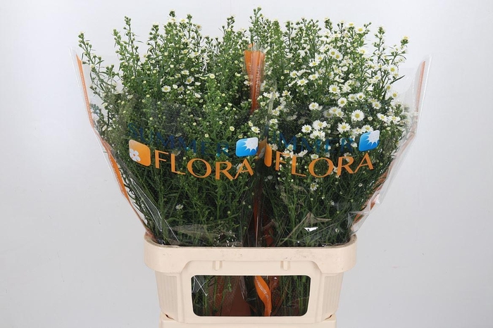 <h4>Ast U Paquita</h4>