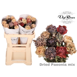 DRIED PAEONIA MIX