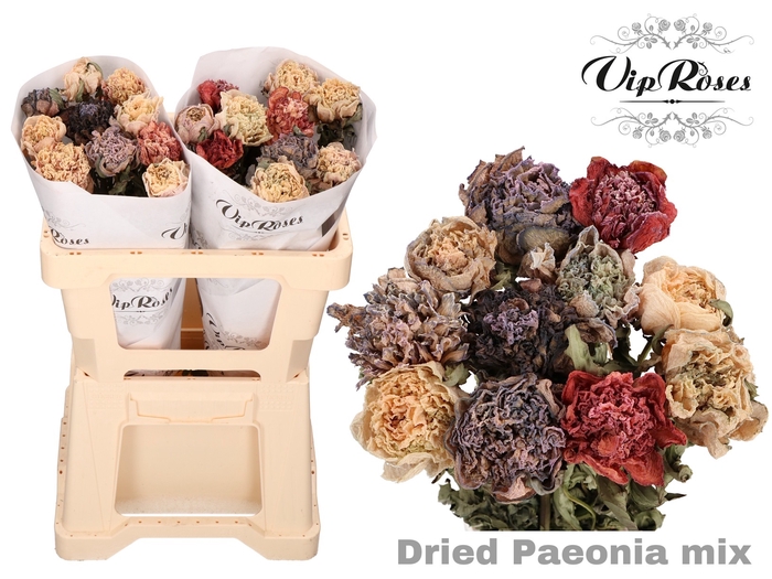 DRIED PAEONIA MIX