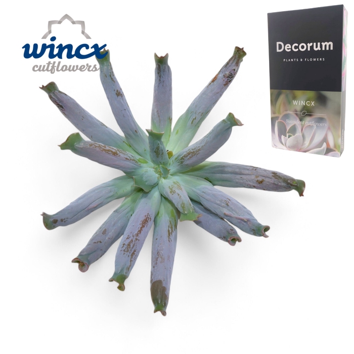 <h4>Echeveria Culebra Cutflower Wincx-16cm</h4>