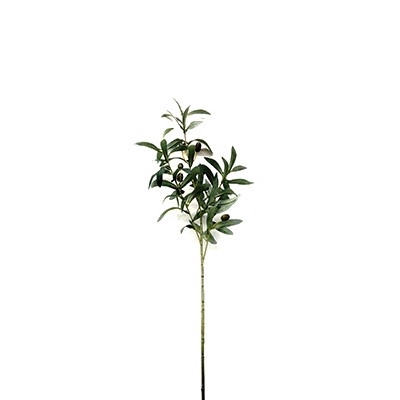<h4>Olive Tree 73cm</h4>