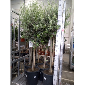 Olea europaea