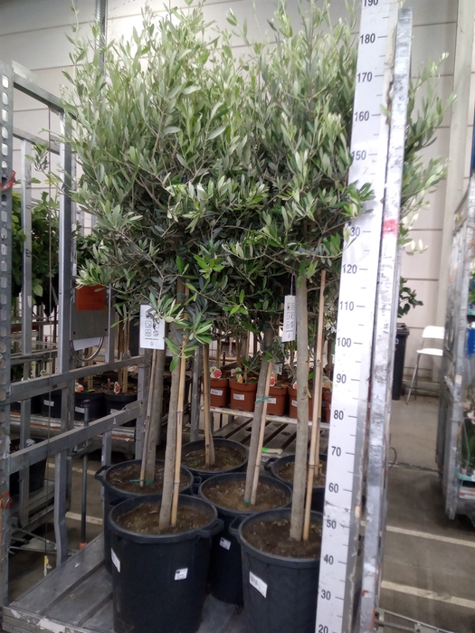 <h4>Olea europaea</h4>