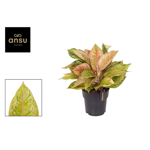 <h4>Aglaonema Pastella</h4>