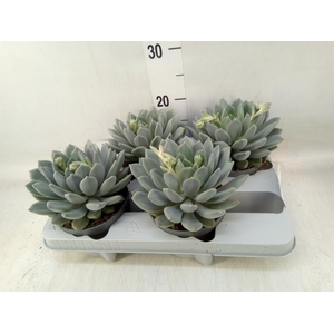 Pachyphytum  'Draco'