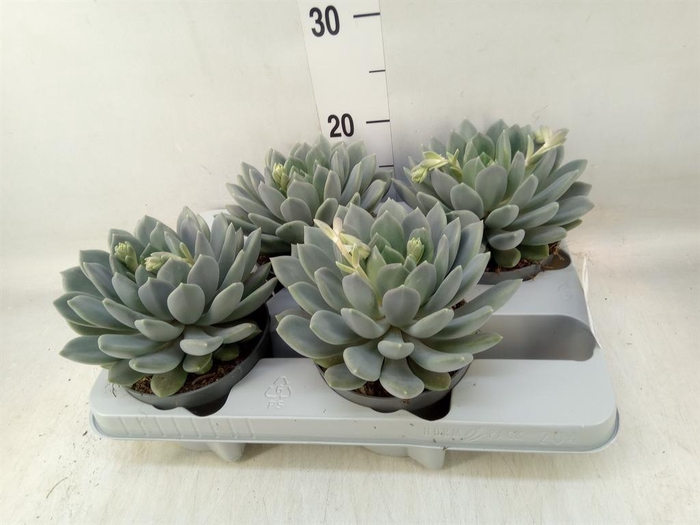 <h4>Pachyphytum  'Draco'</h4>