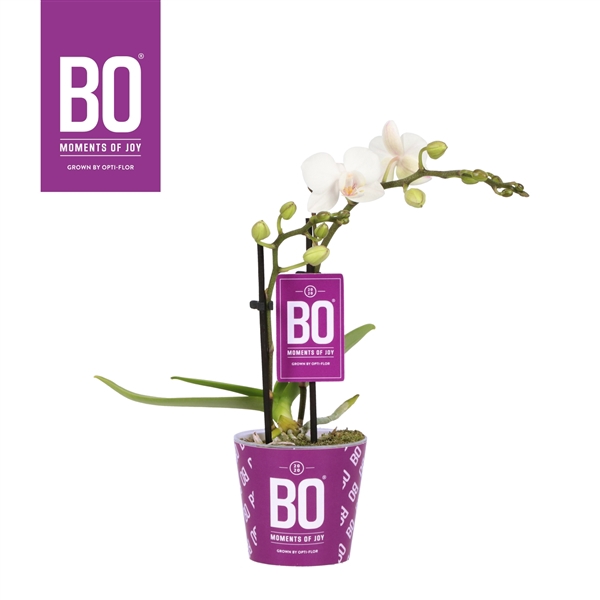 <h4>Sweety P7 BO White 2 spike</h4>