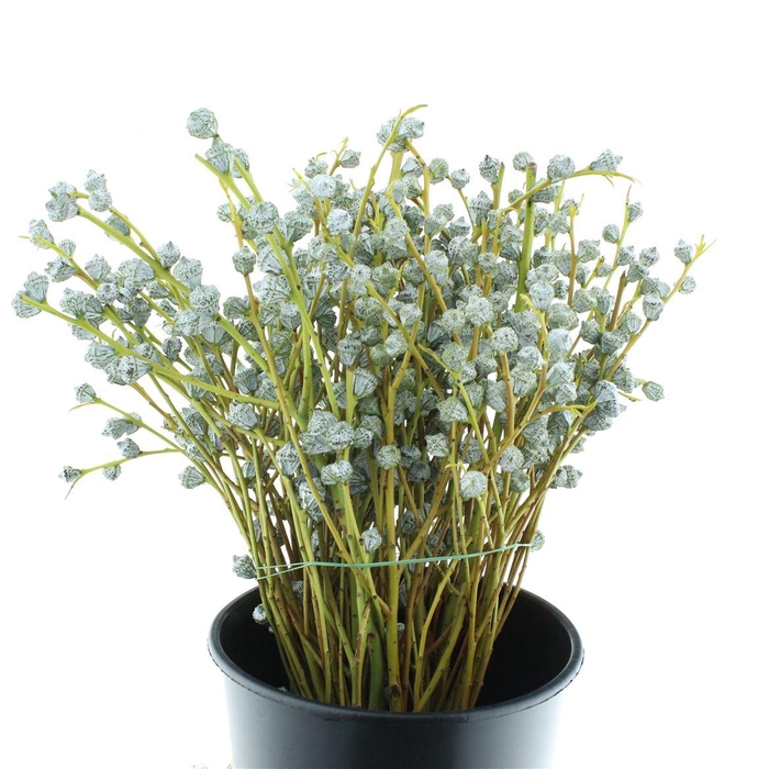 <h4>Euca Boule 300 Grams</h4>