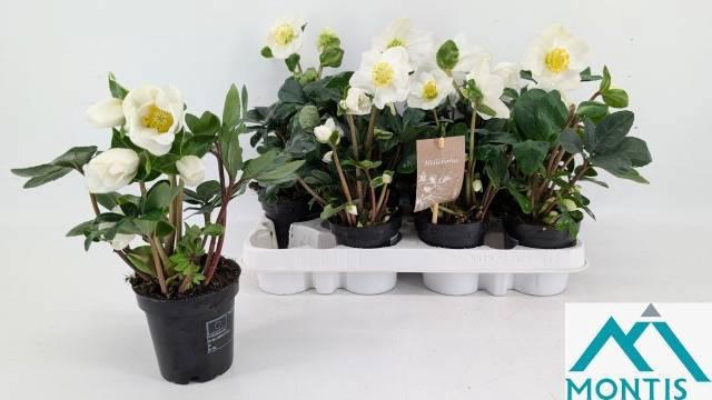 <h4>HELL NI CHR CAROL</h4>