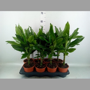 Dracaena fr de 'Janet Lind'
