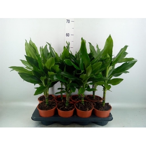 Dracaena fr de 'Janet Lind'