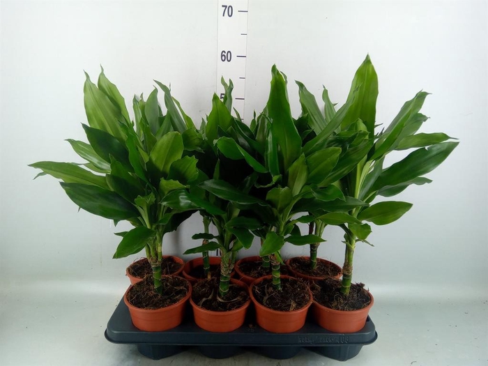 <h4>Dracaena fr de 'Janet Lind'</h4>