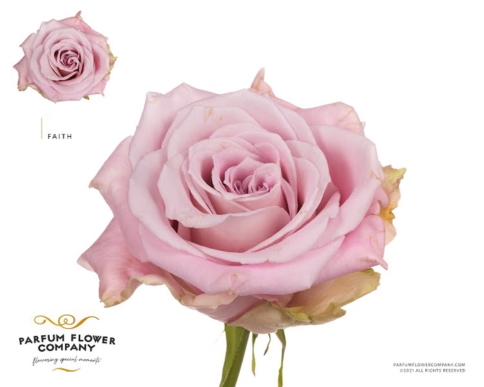 Rosa Premium Faith