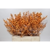 Ilex Golden Verboom