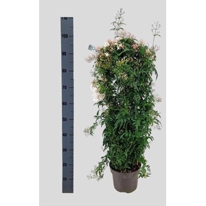 JASM POLYANTHUM WIT