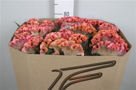 <h4>Cel C Bar Bossa</h4>