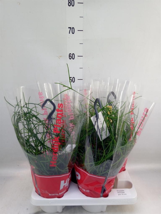 <h4>Rhipsalis floccosa</h4>