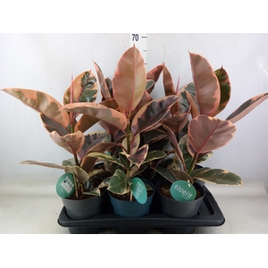 Ficus elastica 'Belize'