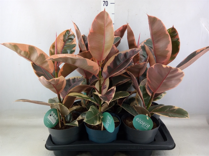 <h4>Ficus elastica 'Belize'</h4>