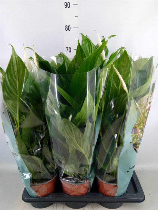 <h4>Spathiphyllum  'Bingo Cupido'</h4>