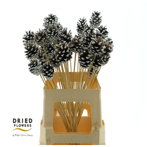 Dried Deco Pinecone Snow