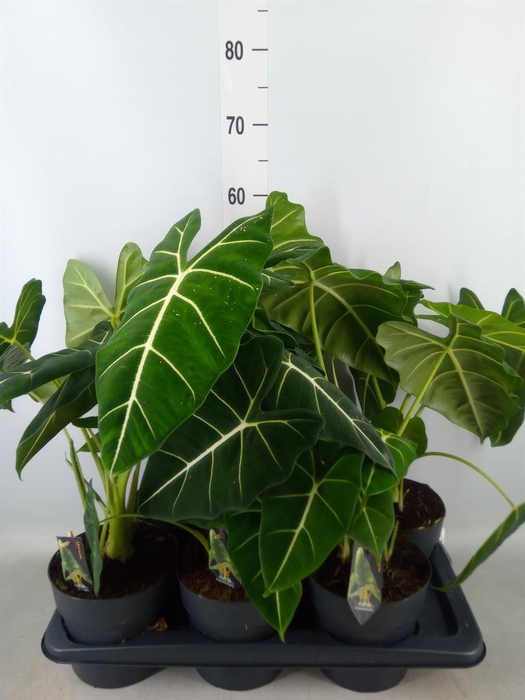 <h4>Alocasia   ...</h4>