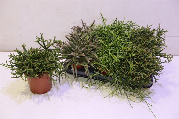 <h4>Rhipsalis Gem</h4>