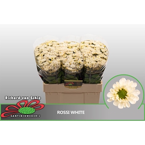 CHR S ROSSI WHITE