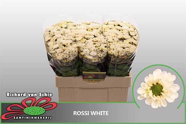 CHR S ROSSI WHITE