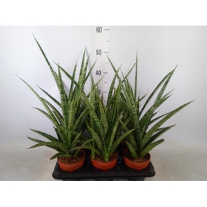 Sansevieria cyl.  ...