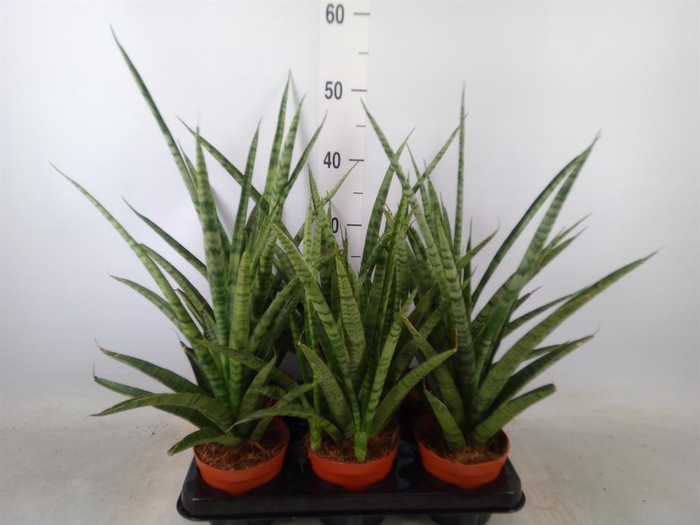 <h4>Sansevieria cyl.  ...</h4>