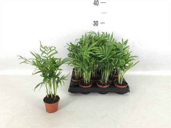 <h4>Chamaedorea ...</h4>