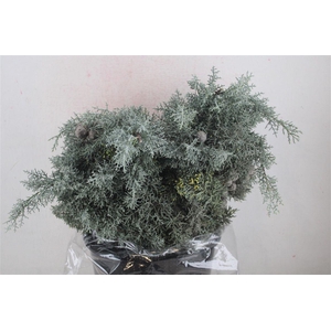 Cypresse Blue 400gr P Bunch