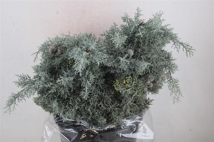 <h4>Cypresse Blue 400gr P Bunch</h4>