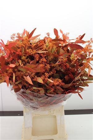 <h4>Euc Populus Bes Herfst</h4>
