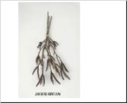 AF Alder Bundle 3pcs L45cm Br