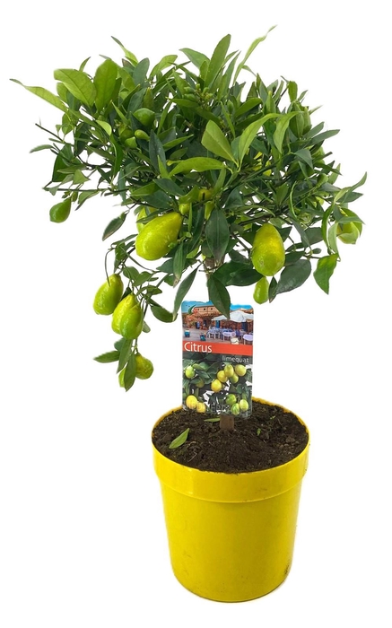 <h4>Citrus limequat</h4>