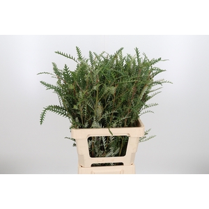 Grevilea Ivanhoe Groen