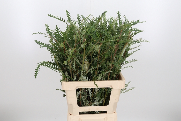 <h4>Grevilea Ivanhoe Groen</h4>