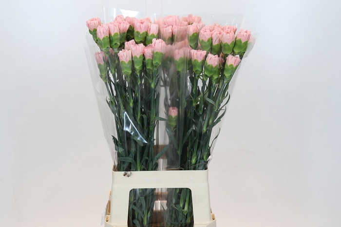 Dianthus St Sarah Pink