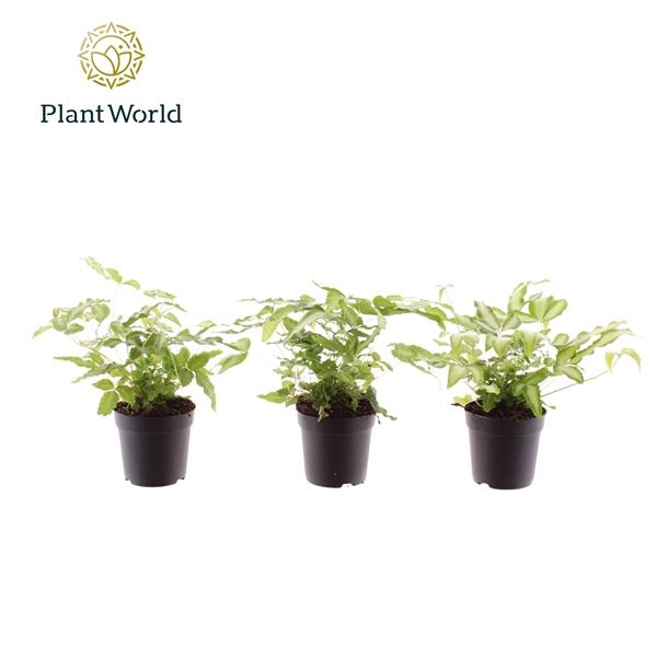 <h4>Pteris cretica 'Albolineata'</h4>