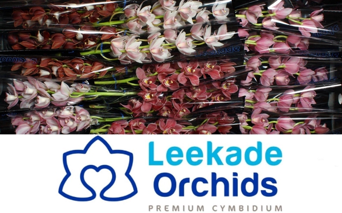 <h4>CYMB MI MOTHER'S DAY MIX Leekade X18 20% extra packed</h4>