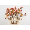RHODO. DOUBLE SALMON 065CM