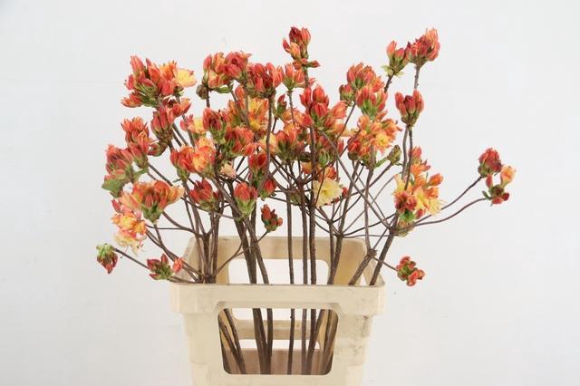 RHODO. DOUBLE SALMON 065CM