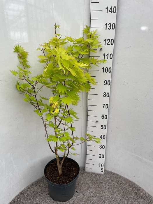 <h4>ACER SH JORDAN</h4>