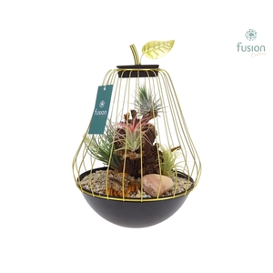 Peer metaal goudzwart Large met Tillandsia Air Plants