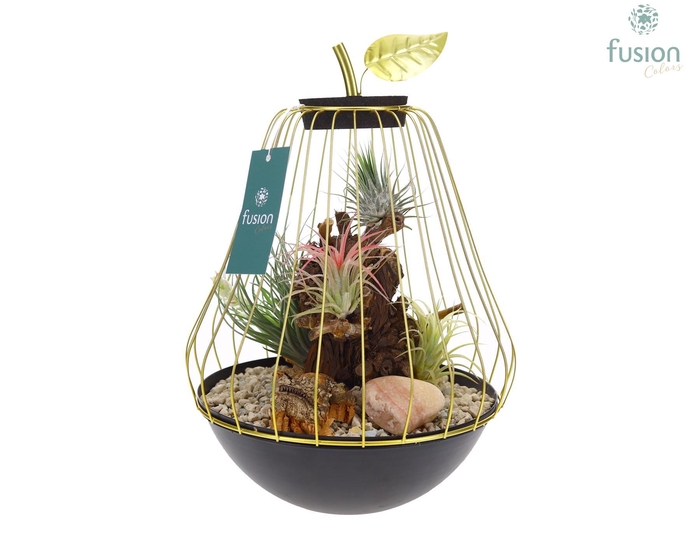 <h4>Peer metaal goudzwart Large met Tillandsia Air Plants</h4>