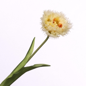Tulipa Crispa Yellow FL440263YEL