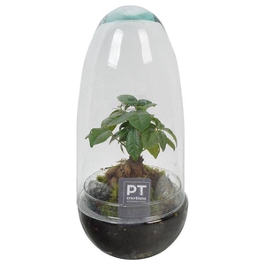 arr. Kamerplanten groen
